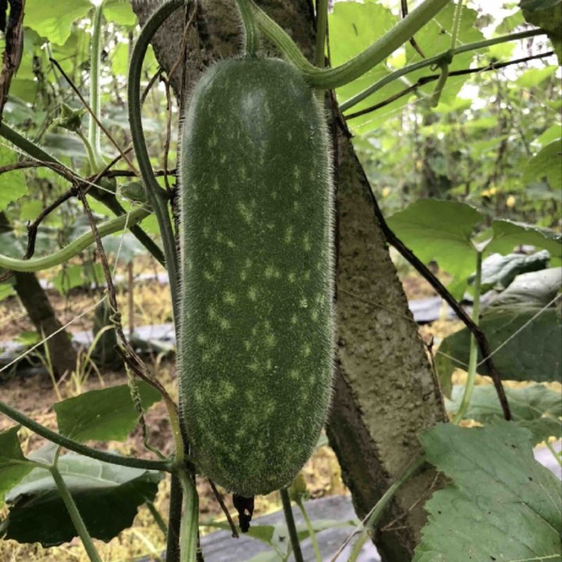 广西玉林博白县毛节瓜现有400亩瓜出售有意向的老板速撩