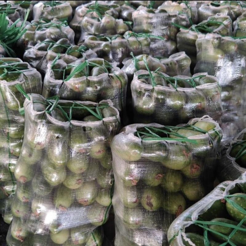 广西玉林博白县毛节瓜现有400亩瓜出售有意向的老板速撩