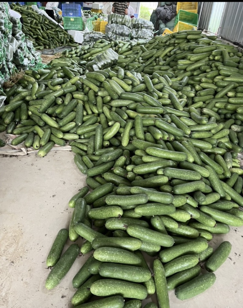 广西玉林博白县毛节瓜现有400亩瓜出售有意向的老板速撩