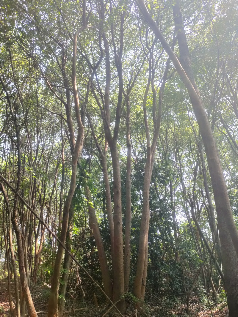 丛生香樟江西香樟50-100公分苗场直发提供技术
