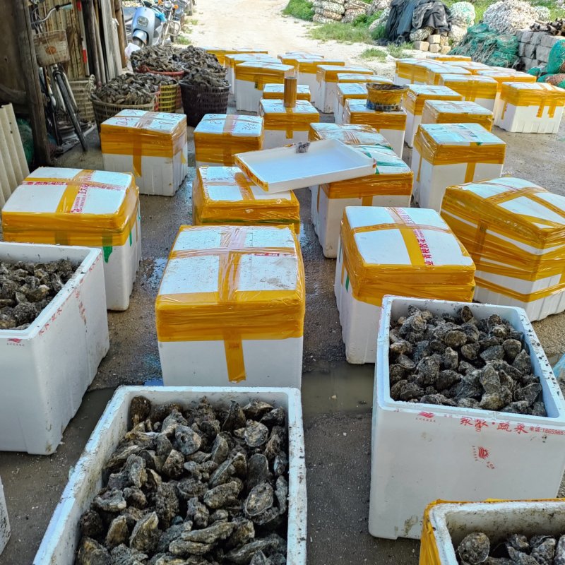 福建三倍体二倍体生蚝，码头上货常年供应大量有货