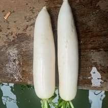 高原白萝卜大量上市