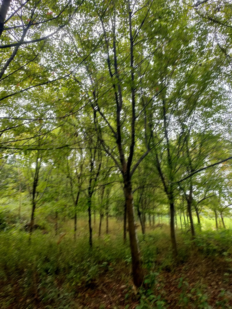 枫树江西三角枫大量供应基地直发欢迎来电咨询要货