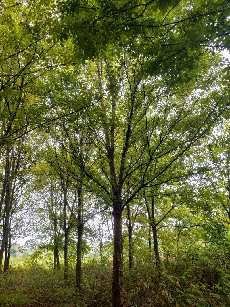 枫树江西三角枫大量供应基地直发欢迎来电咨询要货