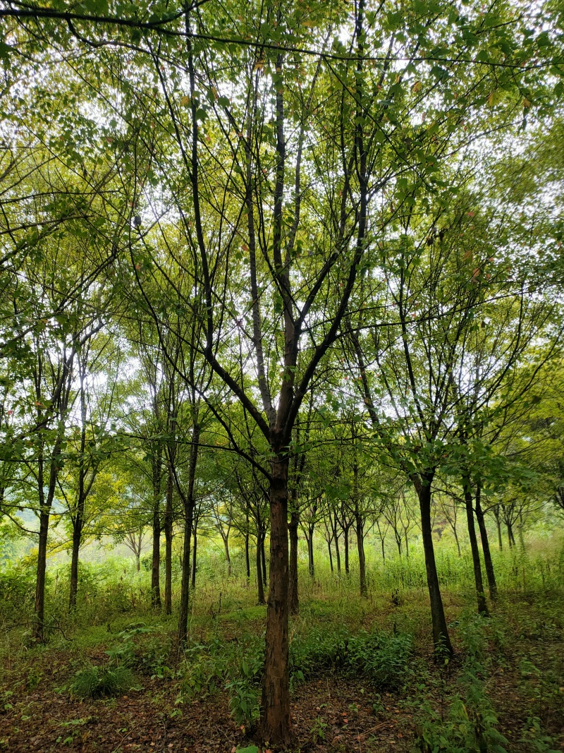 枫树江西三角枫大量供应基地直发欢迎来电咨询要货