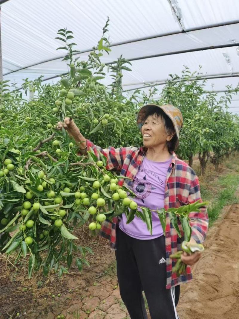 精品鲜枣，冬枣大量供应，产地直发，新鲜发货量大从优，保质