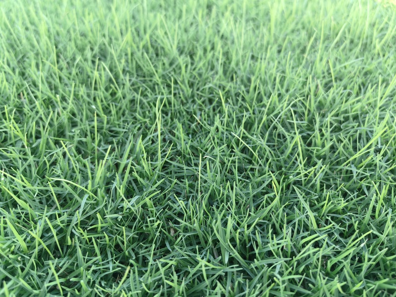 百慕大草坪大量走货欢迎电话联系可提供发票