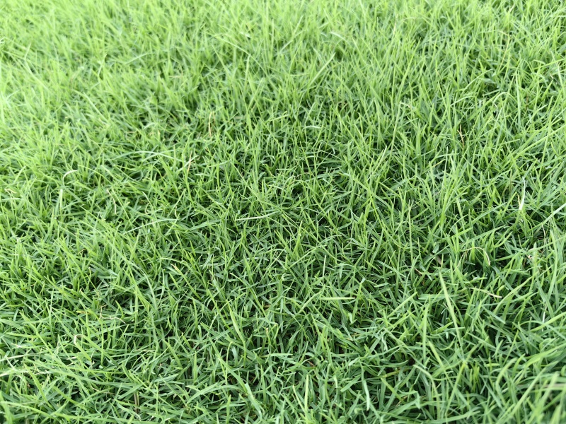 百慕大草坪大量走货欢迎电话联系可提供发票