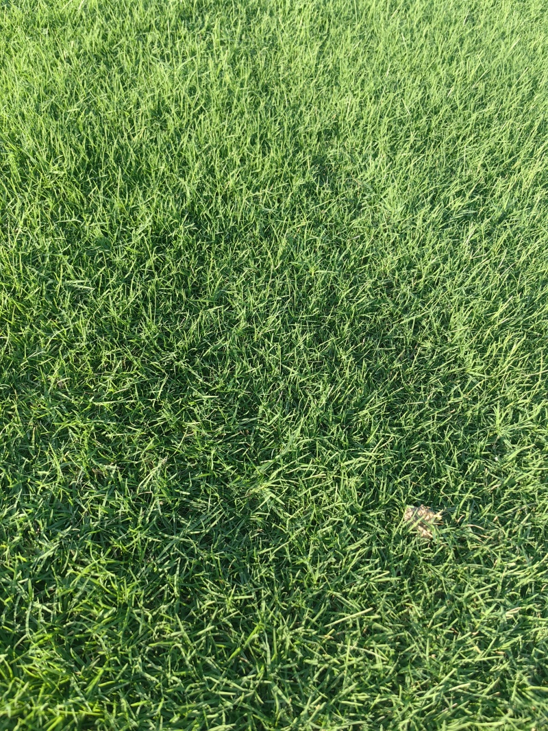 百慕大草坪大量走货欢迎电话联系可提供发票