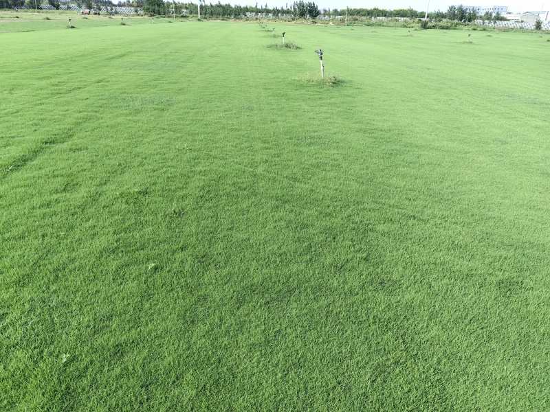 百慕大草坪大量走货欢迎电话联系可提供发票