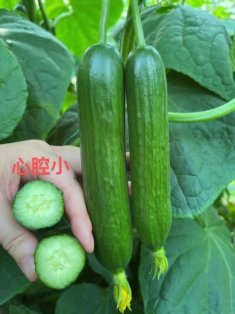 嫁接黄瓜苗强雌密刺黑油亮短把绿瓤产量高抗病强现苗发