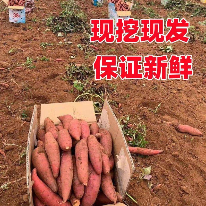 安徽沙地西瓜红蜜薯软糯香甜现挖现发欢迎咨询下单