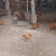 江布拉克土鸡大量供应，自家养殖，保质保量，对接全国市场