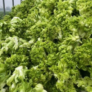 四川精品儿菜抱儿菜(自家种植300亩)量大从优清秀