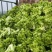 四川精品儿菜抱儿菜(自家种植300亩)量大从优清秀