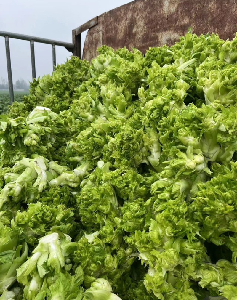 四川精品儿菜抱儿菜(自家种植300亩)量大从优清秀