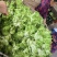 四川精品儿菜抱儿菜(自家种植300亩)量大从优清秀