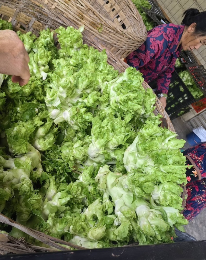 四川精品儿菜抱儿菜(自家种植300亩)量大从优清秀