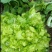 四川精品儿菜抱儿菜(自家种植300亩)量大从优清秀