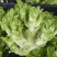 四川精品儿菜抱儿菜(自家种植300亩)量大从优清秀
