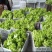 四川精品儿菜抱儿菜(自家种植300亩)量大从优清秀