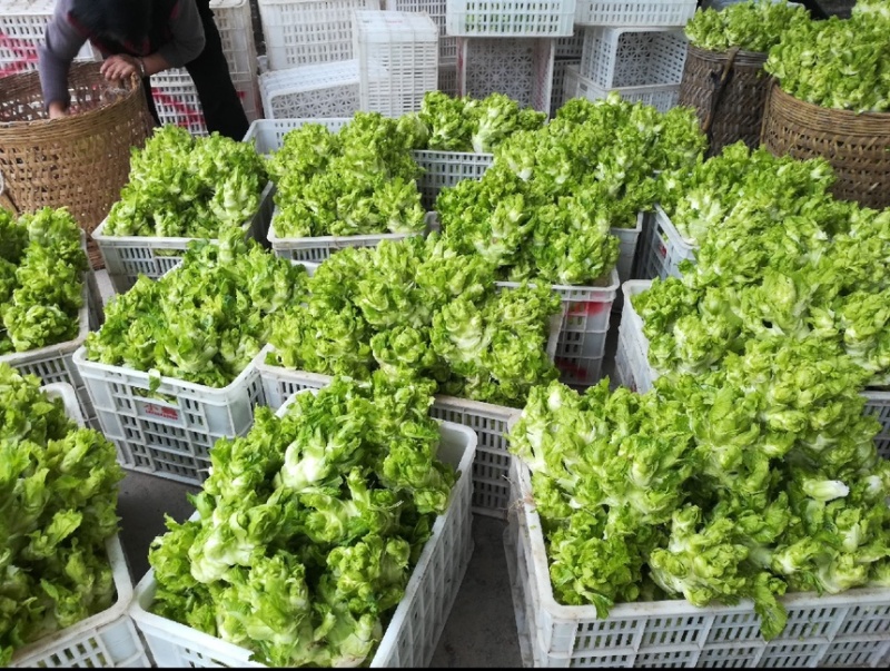 四川精品儿菜抱儿菜(自家种植300亩)量大从优清秀