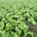 四川精品儿菜抱儿菜(自家种植300亩)量大从优清秀