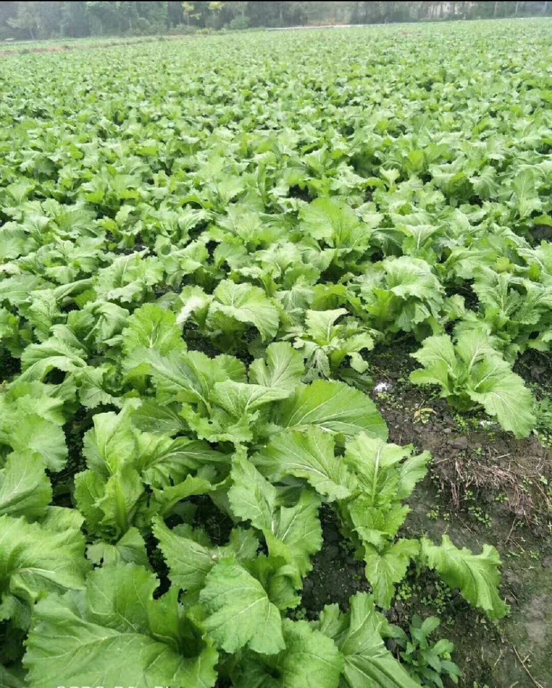 四川精品儿菜抱儿菜(自家种植300亩)量大从优清秀