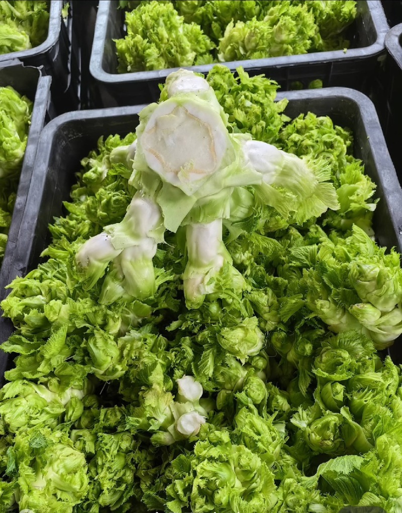 四川精品儿菜抱儿菜(自家种植300亩)量大从优清秀