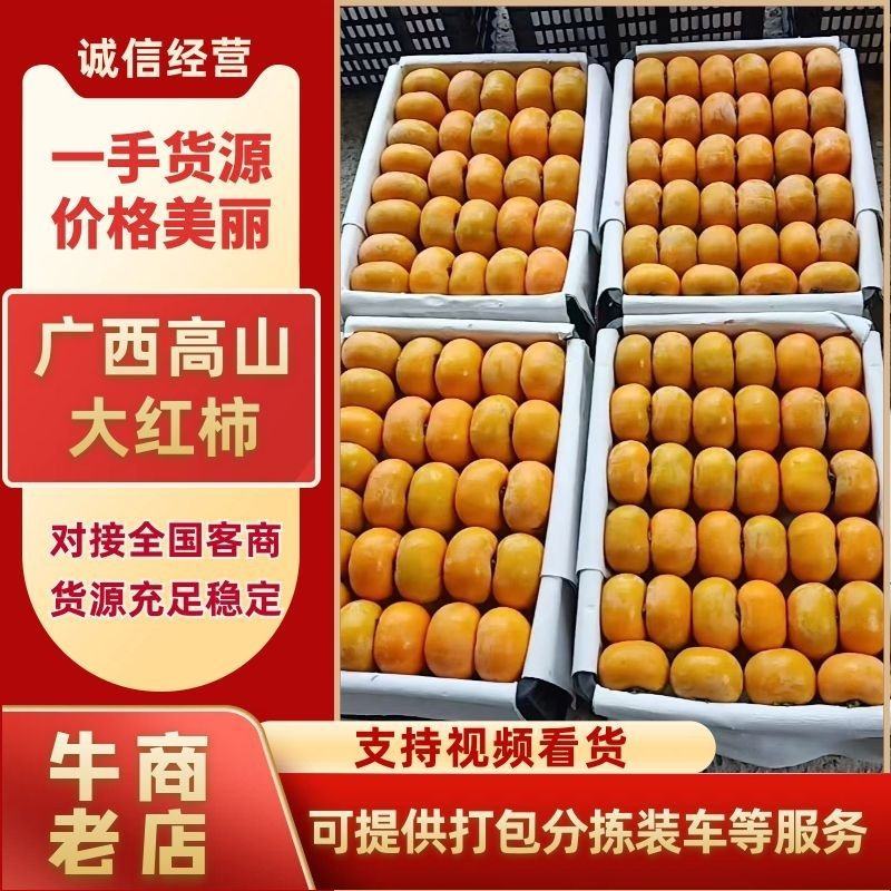 广西高山大红柿大量现货上市中对接全国商超团购