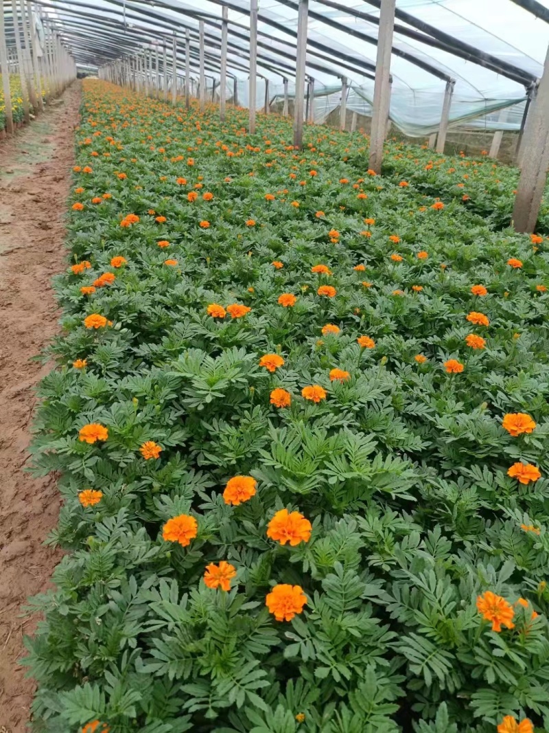孔雀草