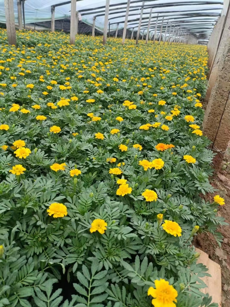 孔雀草