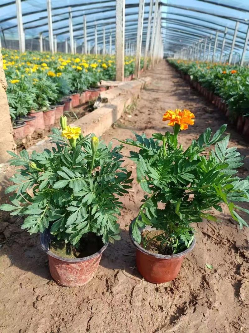 孔雀草