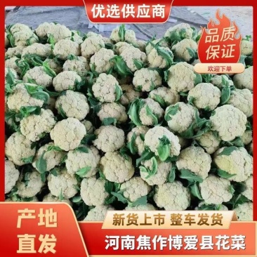 精品有机花菜，大量有货。质量好价格便宜，资源充足
