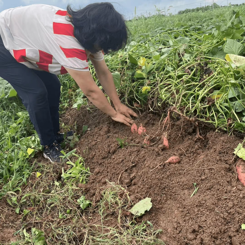 【实力商家】江苏红薯/宿迁产地/自家种植/欢迎来电合作