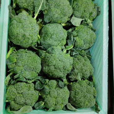 山东西蓝花，绿翡翠西蓝花，大量有货承接各大商超，市场等平台