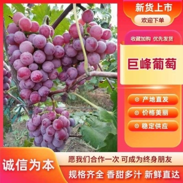 唐山乐亭万亩巨峰葡萄大量现货供应中，需要的客商联系我！