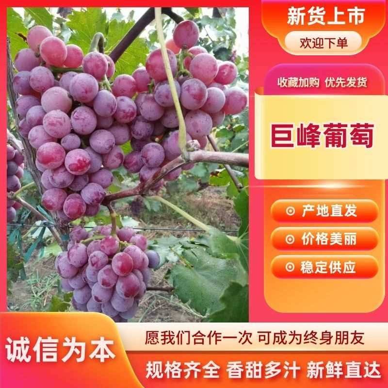 唐山乐亭万亩巨峰葡萄大量现货供应中，需要的客商联系我！