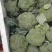 西兰花！产地直发！价格平稳！精品包装！电联视频！欢迎砸单