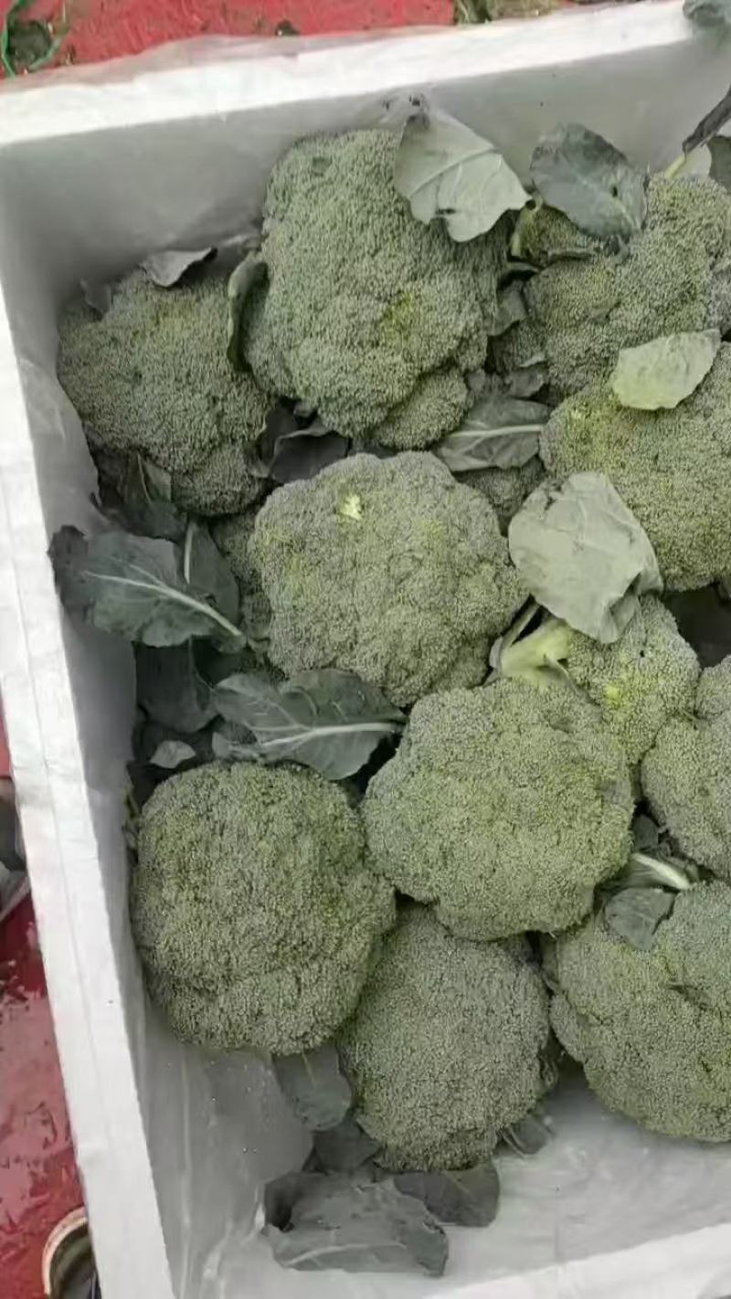 西兰花！产地直发！价格平稳！精品包装！电联视频！欢迎砸单