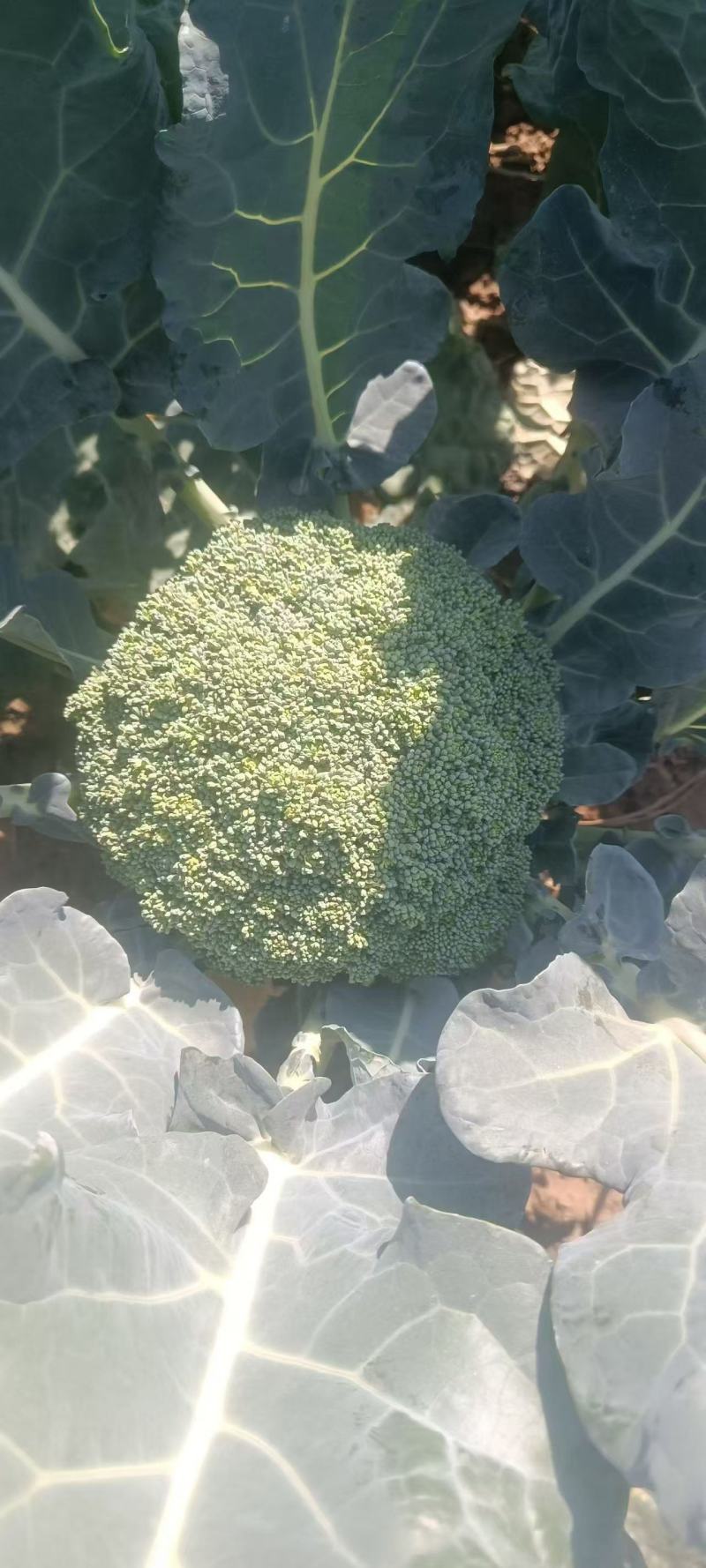 西兰花！产地直发！价格平稳！精品包装！电联视频！欢迎砸单