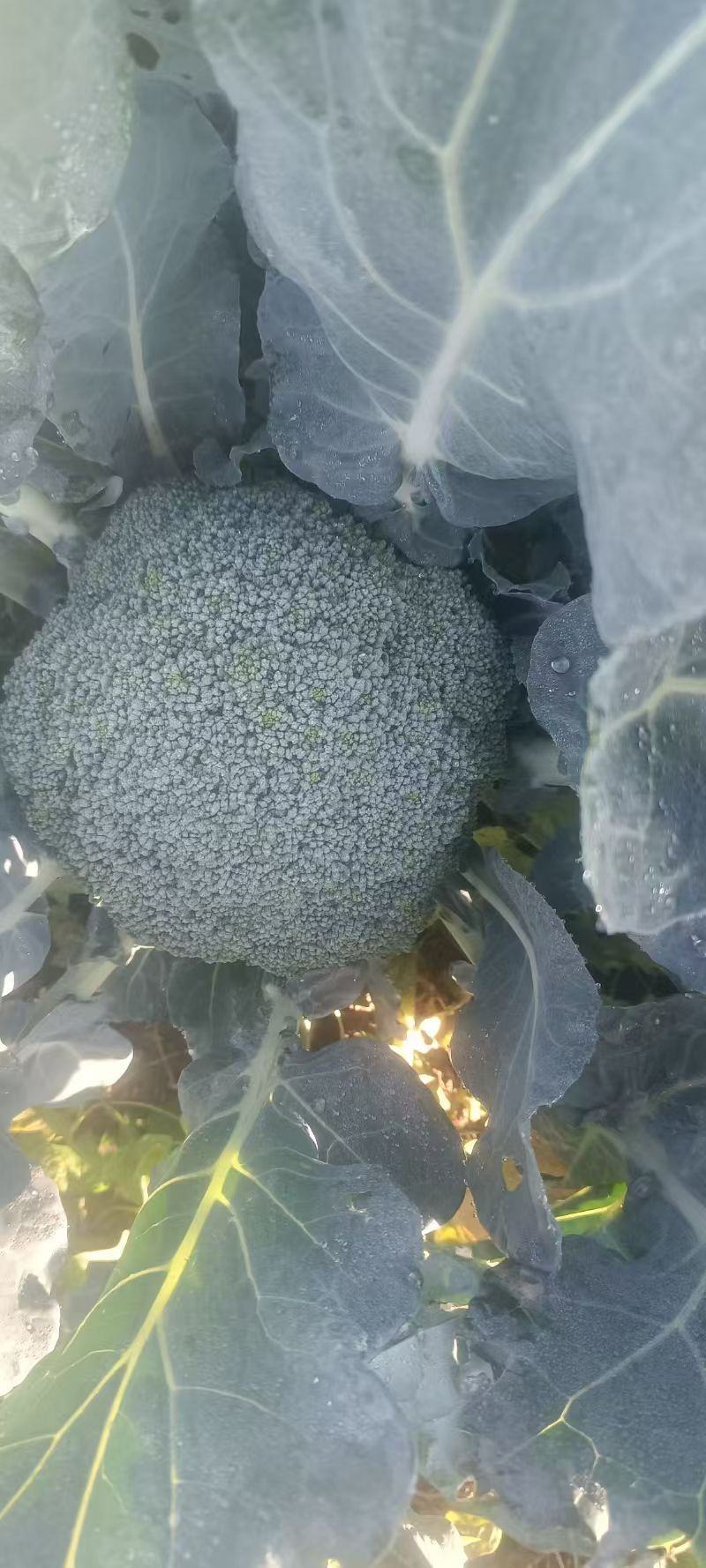 西兰花！产地直发！价格平稳！精品包装！电联视频！欢迎砸单