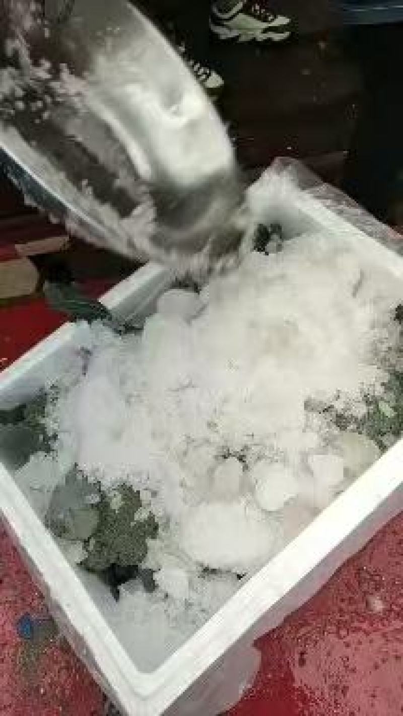 西兰花！产地直发！价格平稳！精品包装！电联视频！欢迎砸单