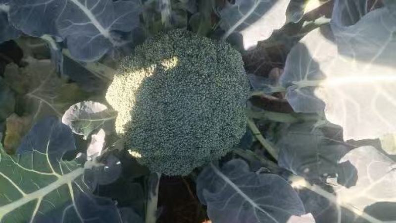 西兰花！产地直发！价格平稳！精品包装！电联视频！欢迎砸单