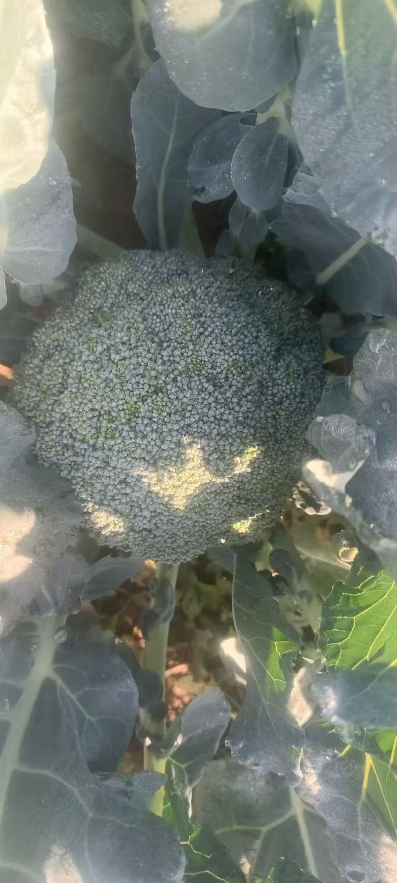 西兰花！产地直发！价格平稳！精品包装！电联视频！欢迎砸单