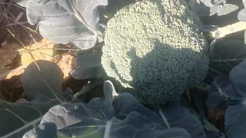 西兰花！产地直发！价格平稳！精品包装！电联视频！欢迎砸单