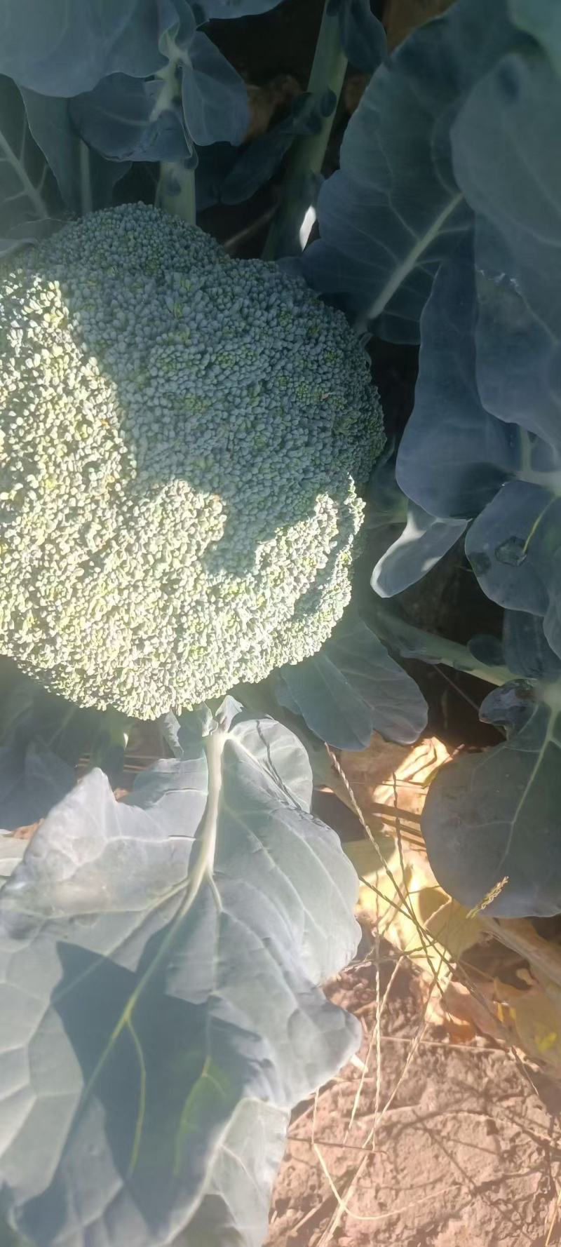 西兰花！产地直发！价格平稳！精品包装！电联视频！欢迎砸单