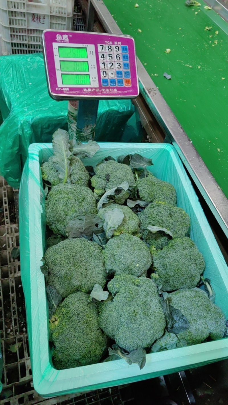 山东西蓝花，绿翡翠西蓝花，大量有货承接各大商超，市场等平台