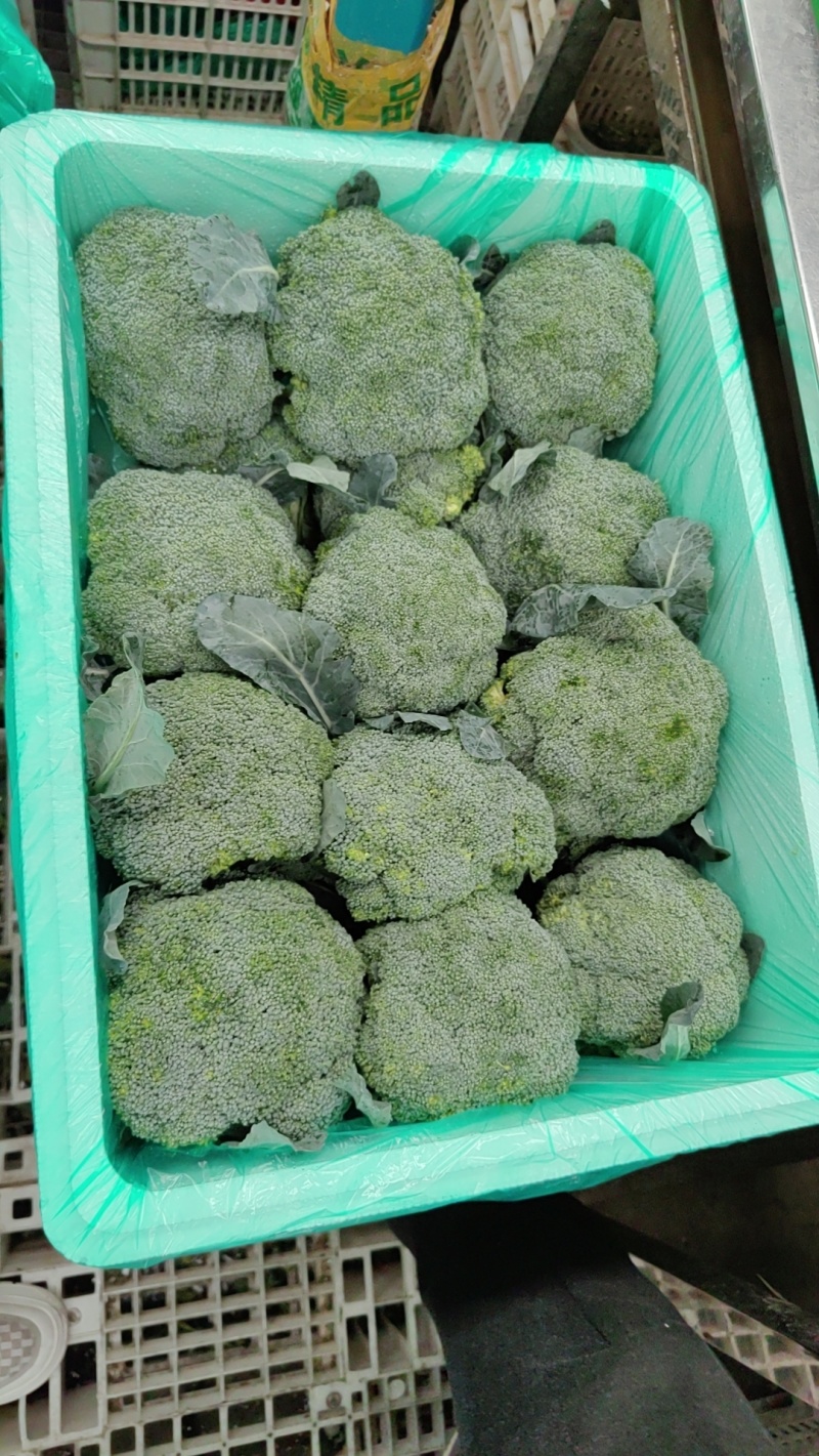 山东西蓝花，绿翡翠西蓝花，大量有货承接各大商超，市场等平台