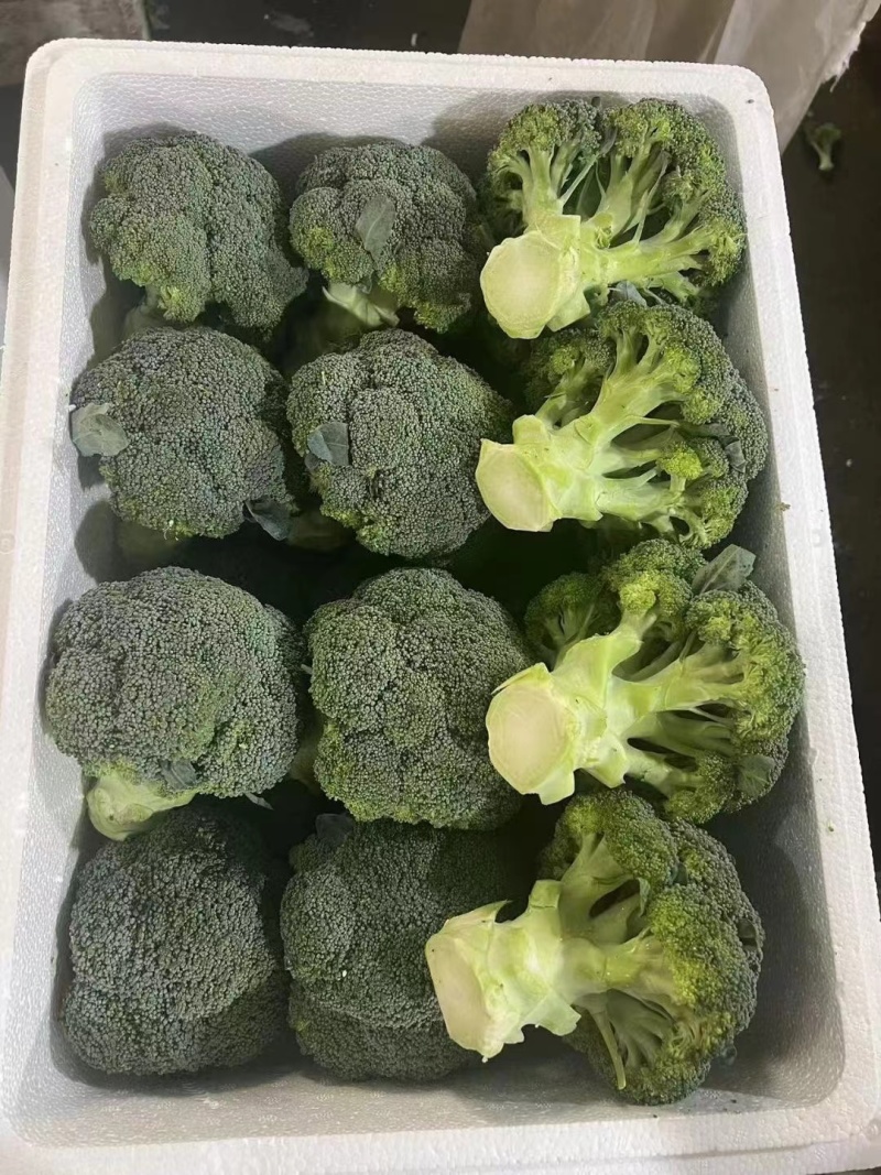 山东西蓝花，绿翡翠西蓝花，大量有货承接各大商超，市场等平台